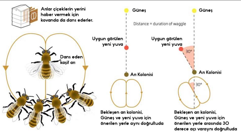 Arılar Neden Dans Eder